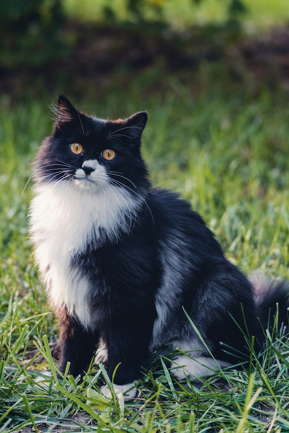 a black and white cat