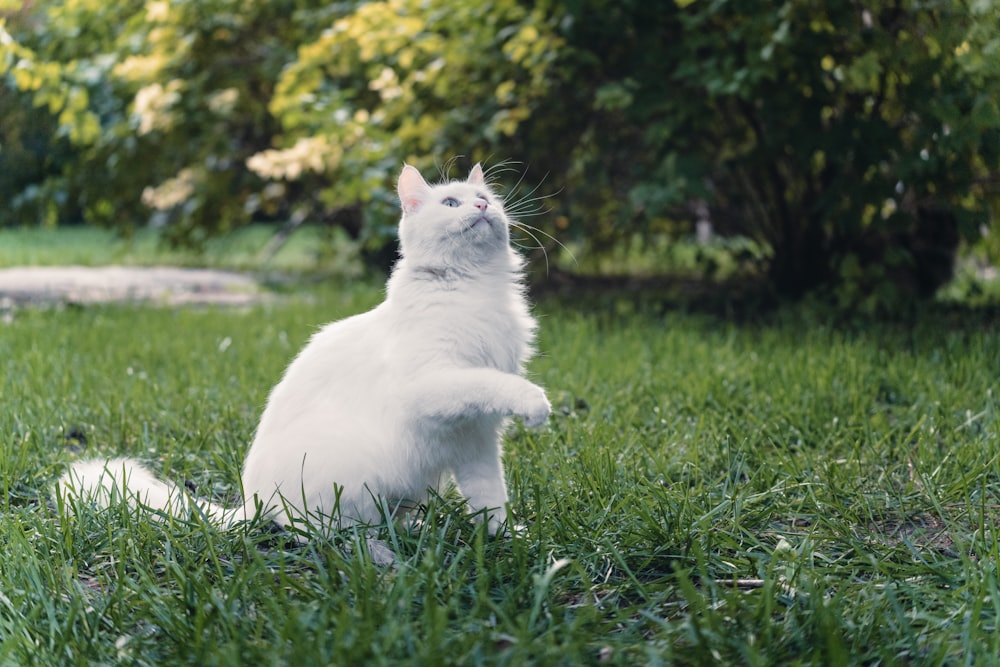 a white cat sitting in the grass