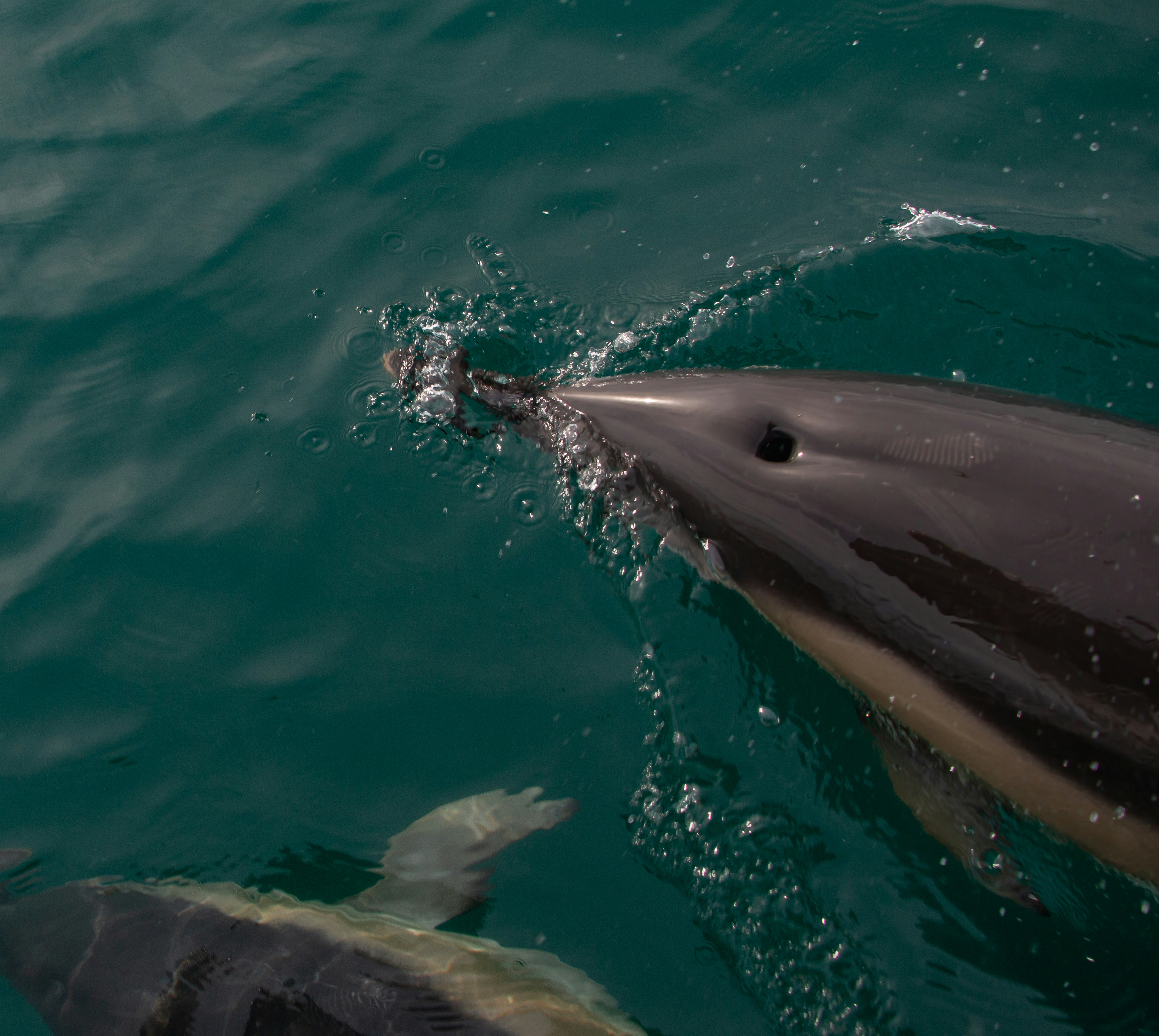 a whale in the water, Short Beaked Common Dolphin in Torbay, Devon