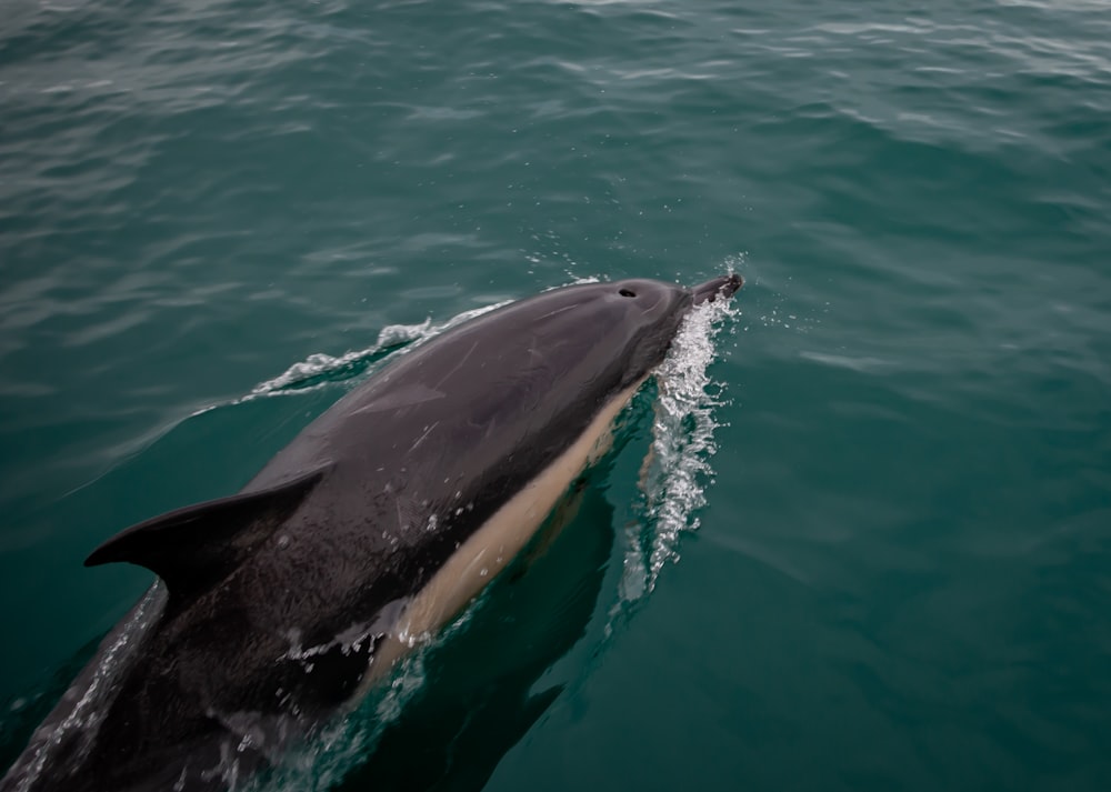 a whale jumping out of the water