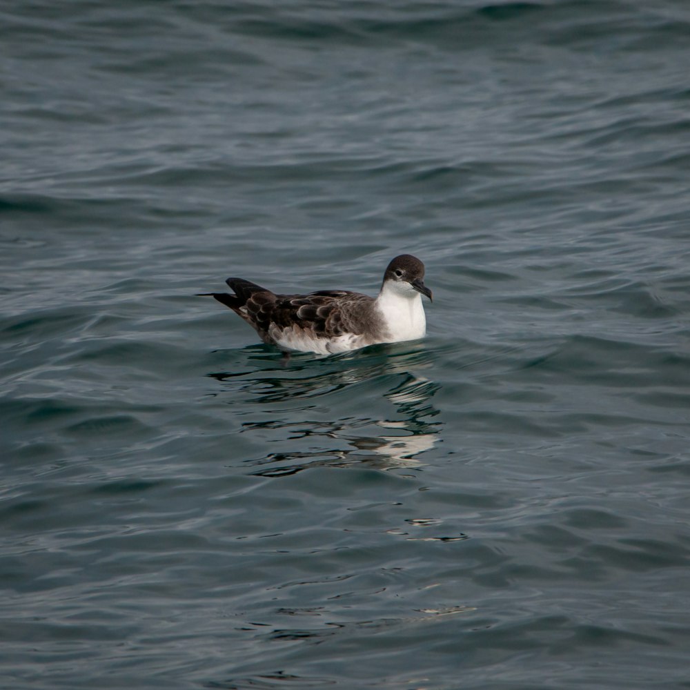 a duck swimming in water