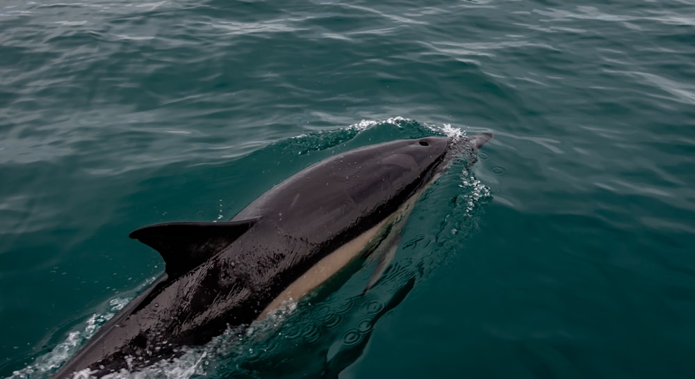 a whale in the water