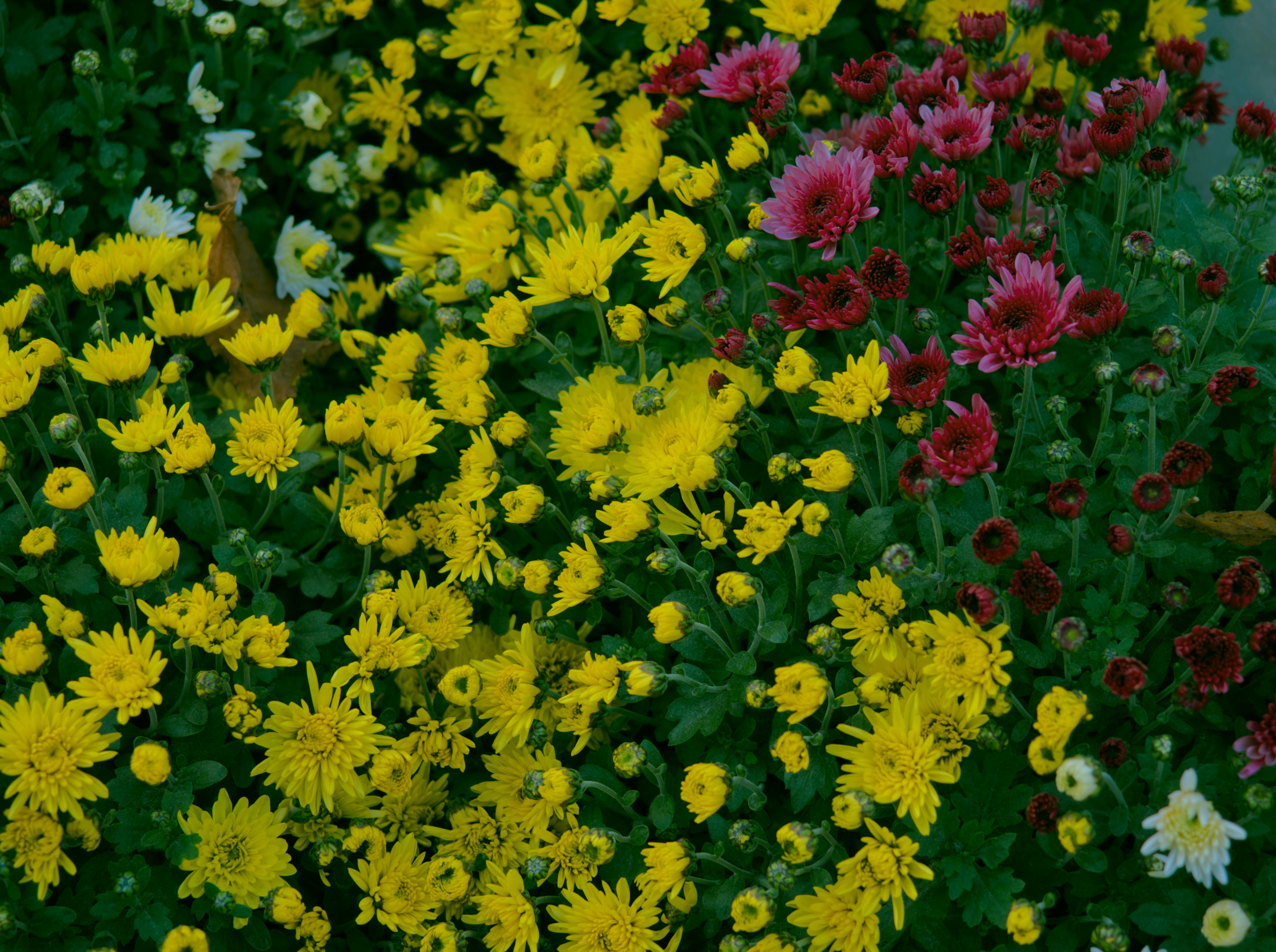 a field of colorful flowers