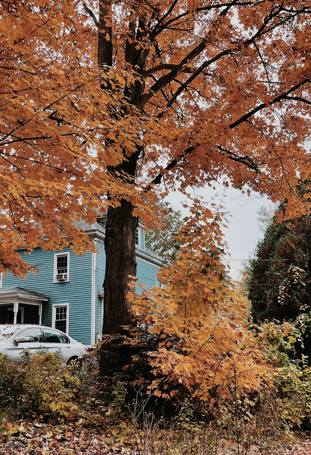 a tree with orange leaves in front of a blue house