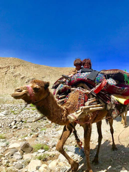 a couple people riding camels