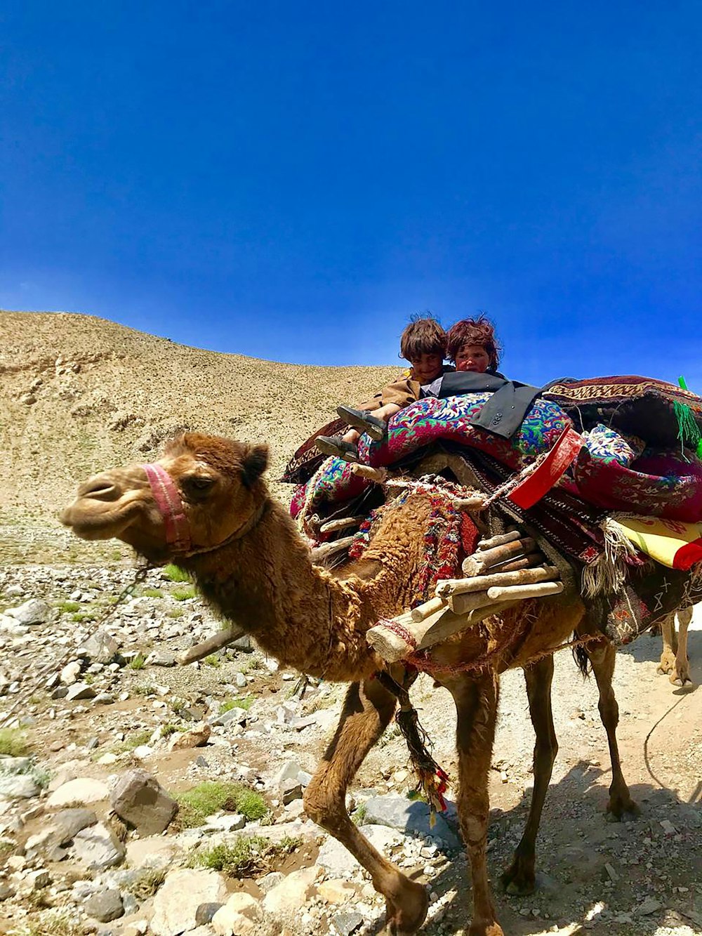 un par de personas montando camellos