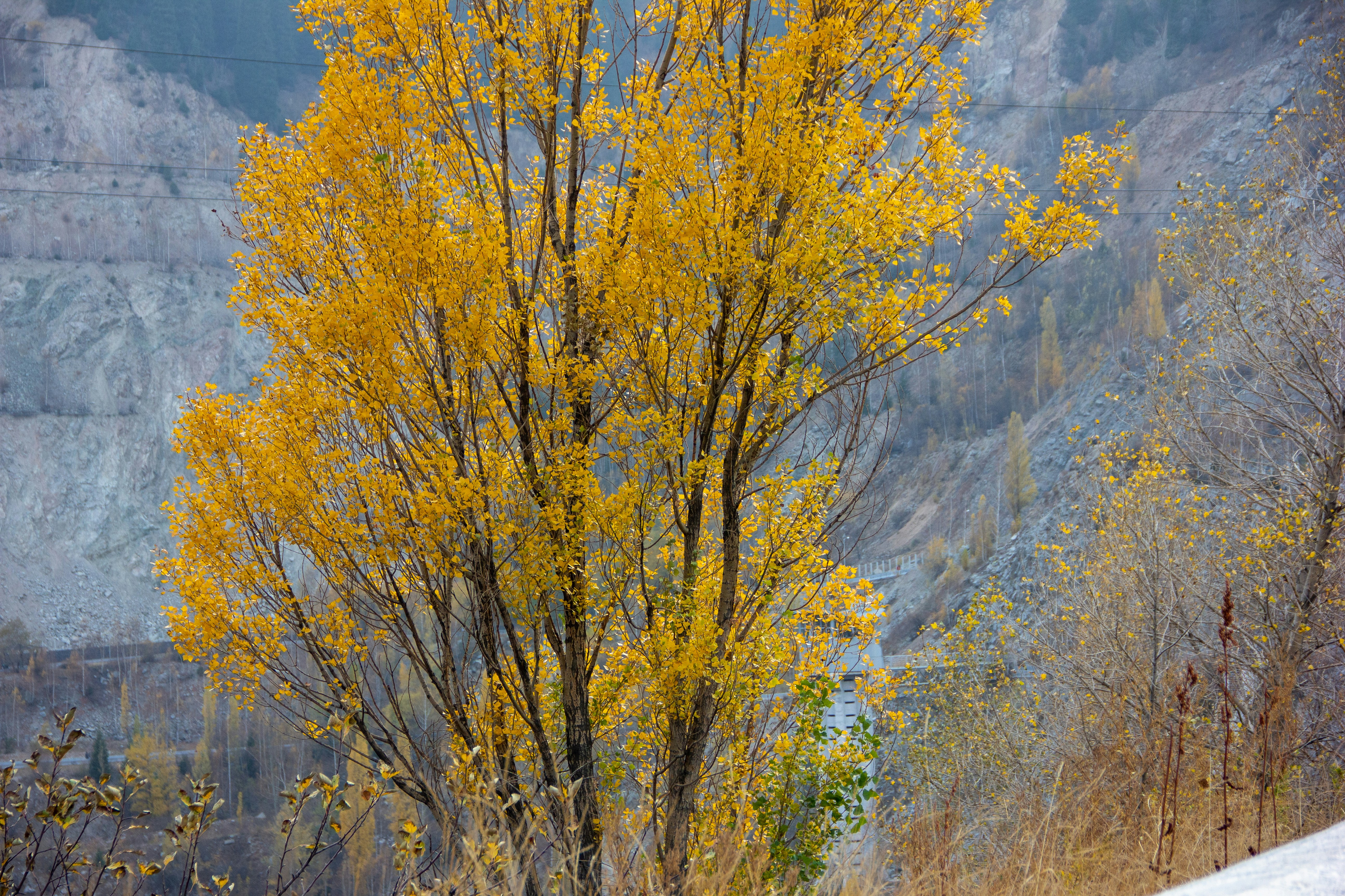 a tree with yellow leaves