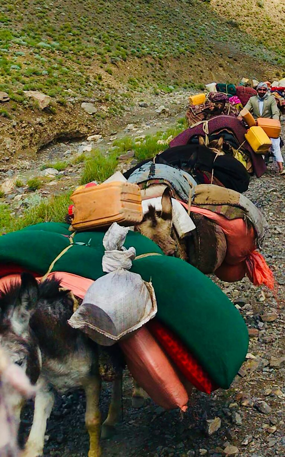 a donkey carrying bags