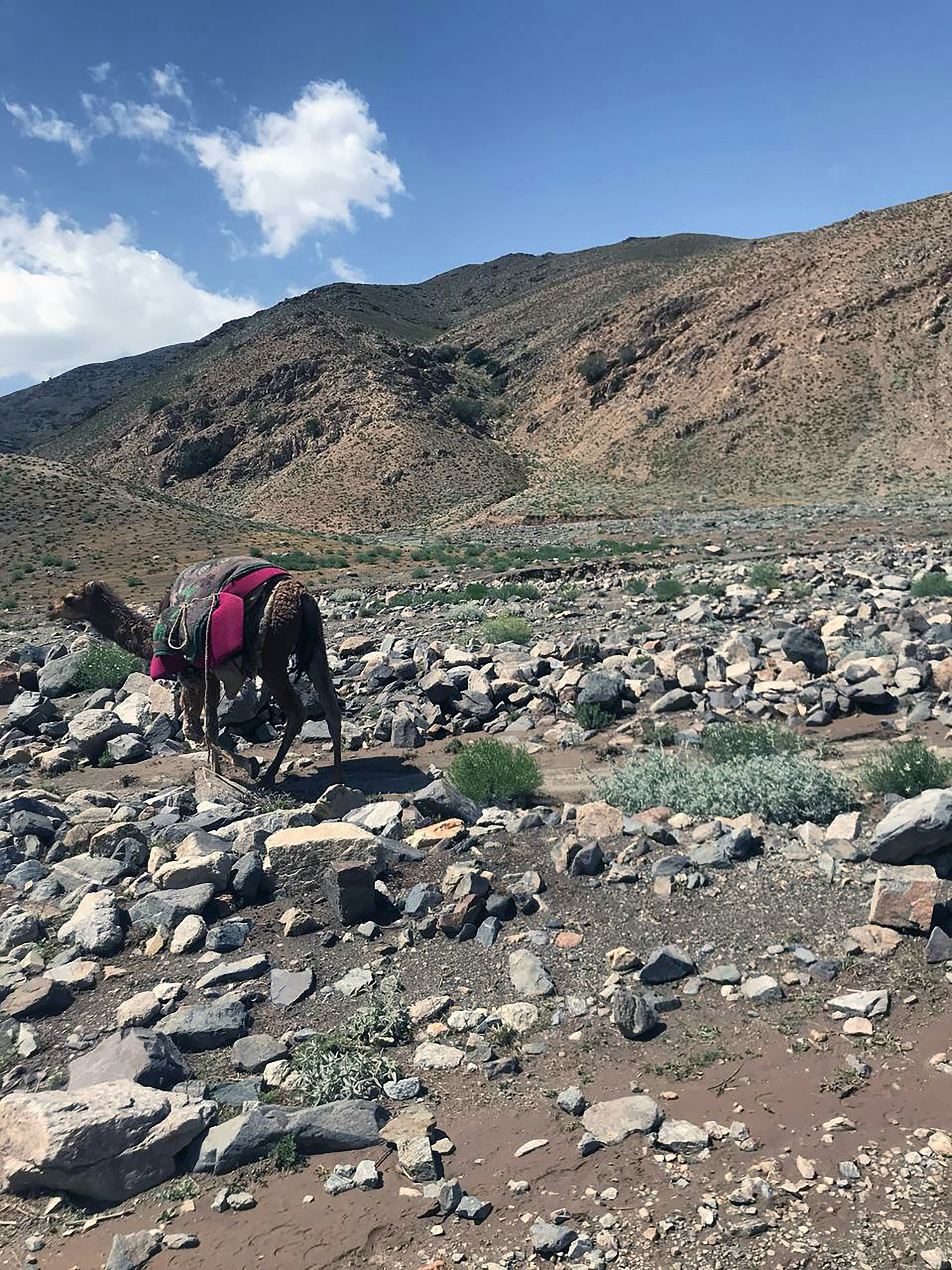 a horse with a backpack walking on a rocky trail
