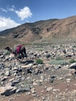 a horse with a backpack walking on a rocky trail