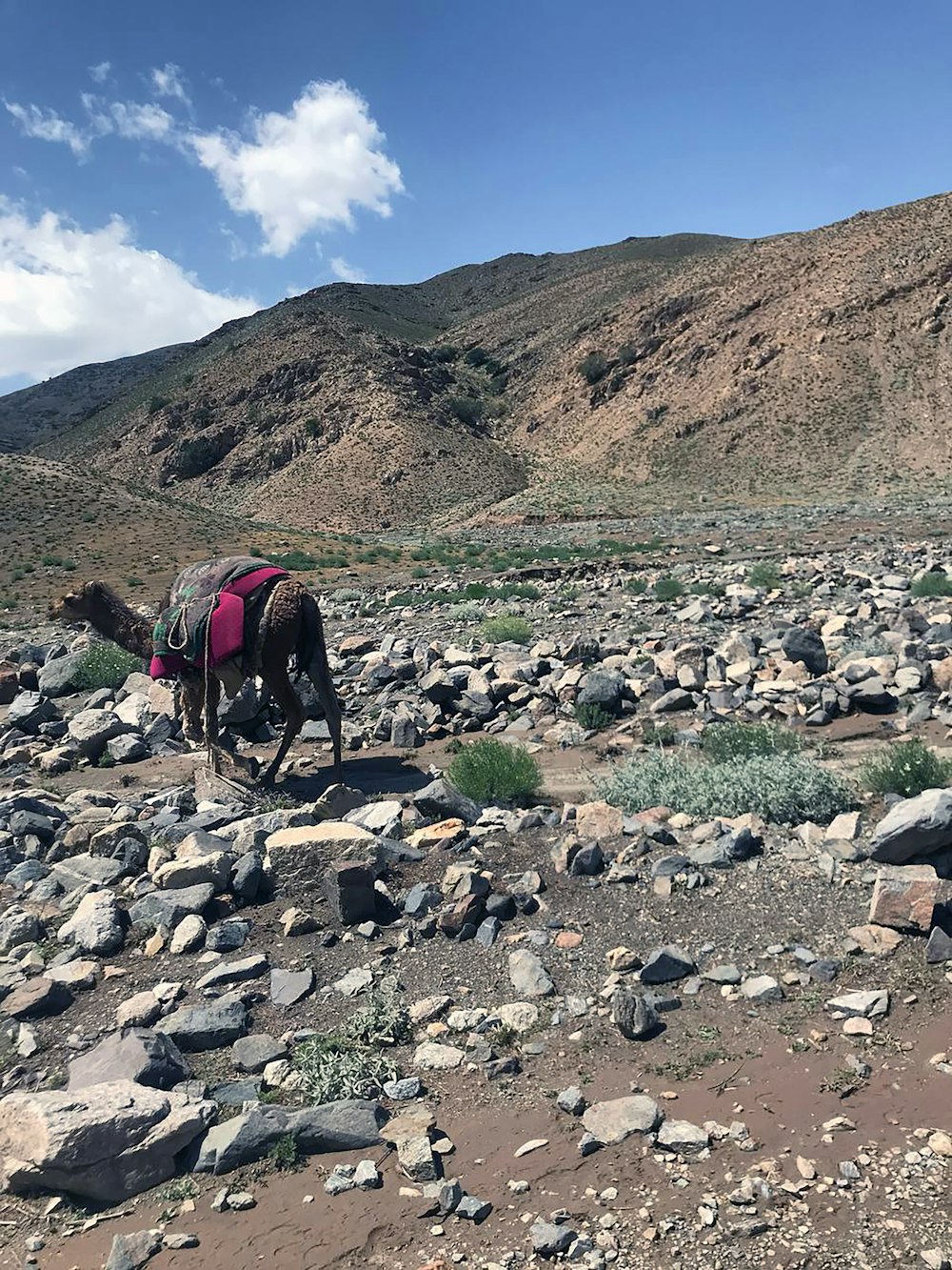 a horse with a backpack walking on a rocky trail