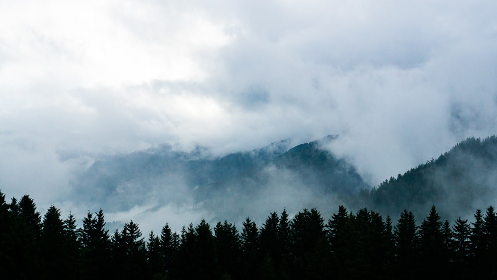 a forest of trees with clouds above