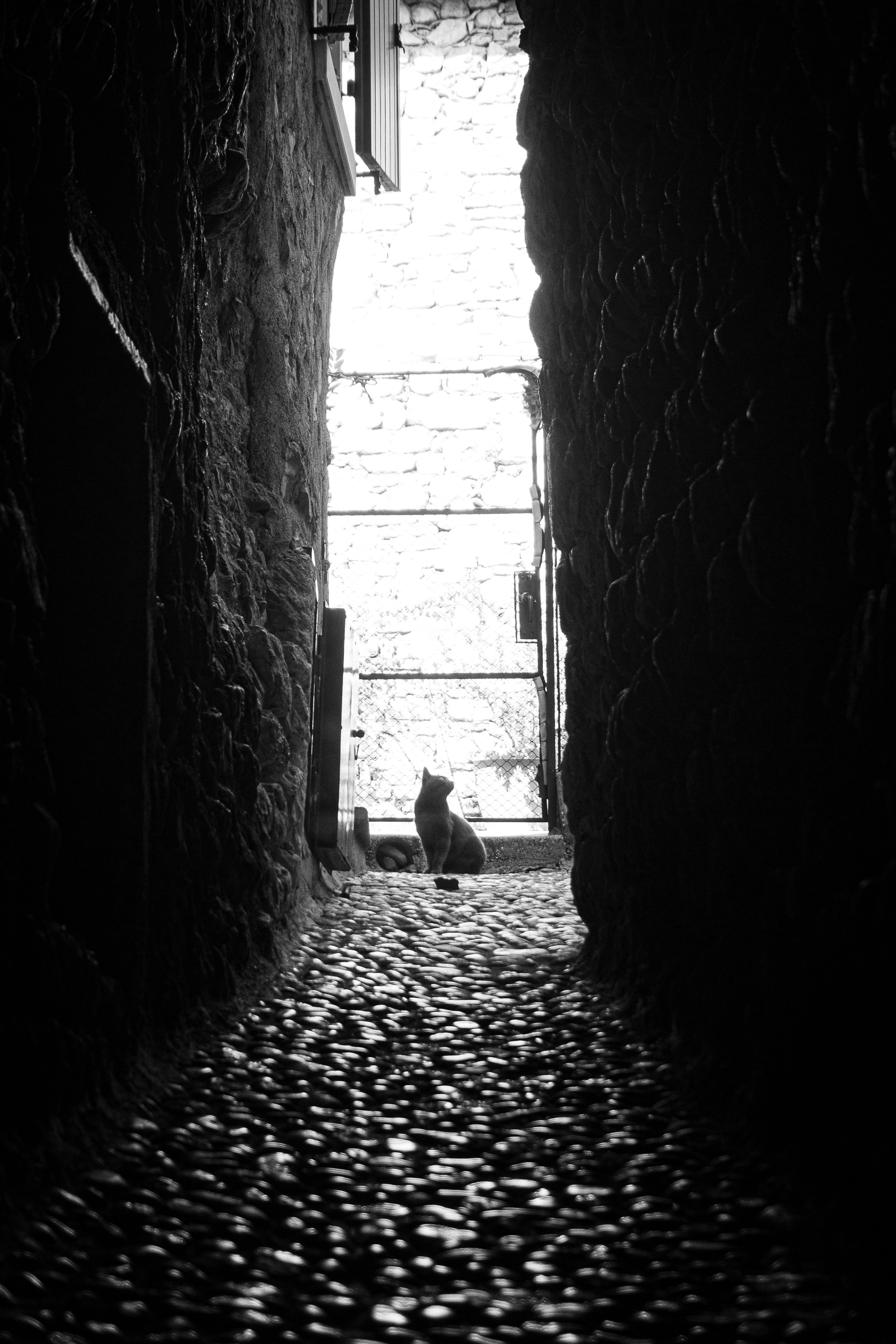 a cat sitting in a doorway