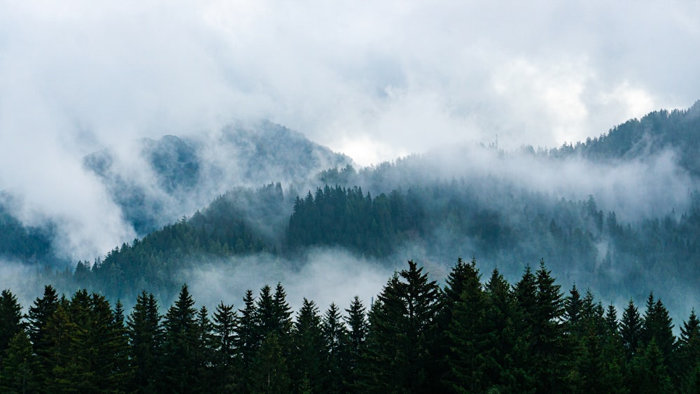 a forest of trees and fog