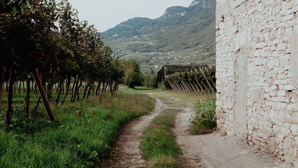 a dirt road with trees on either side of it