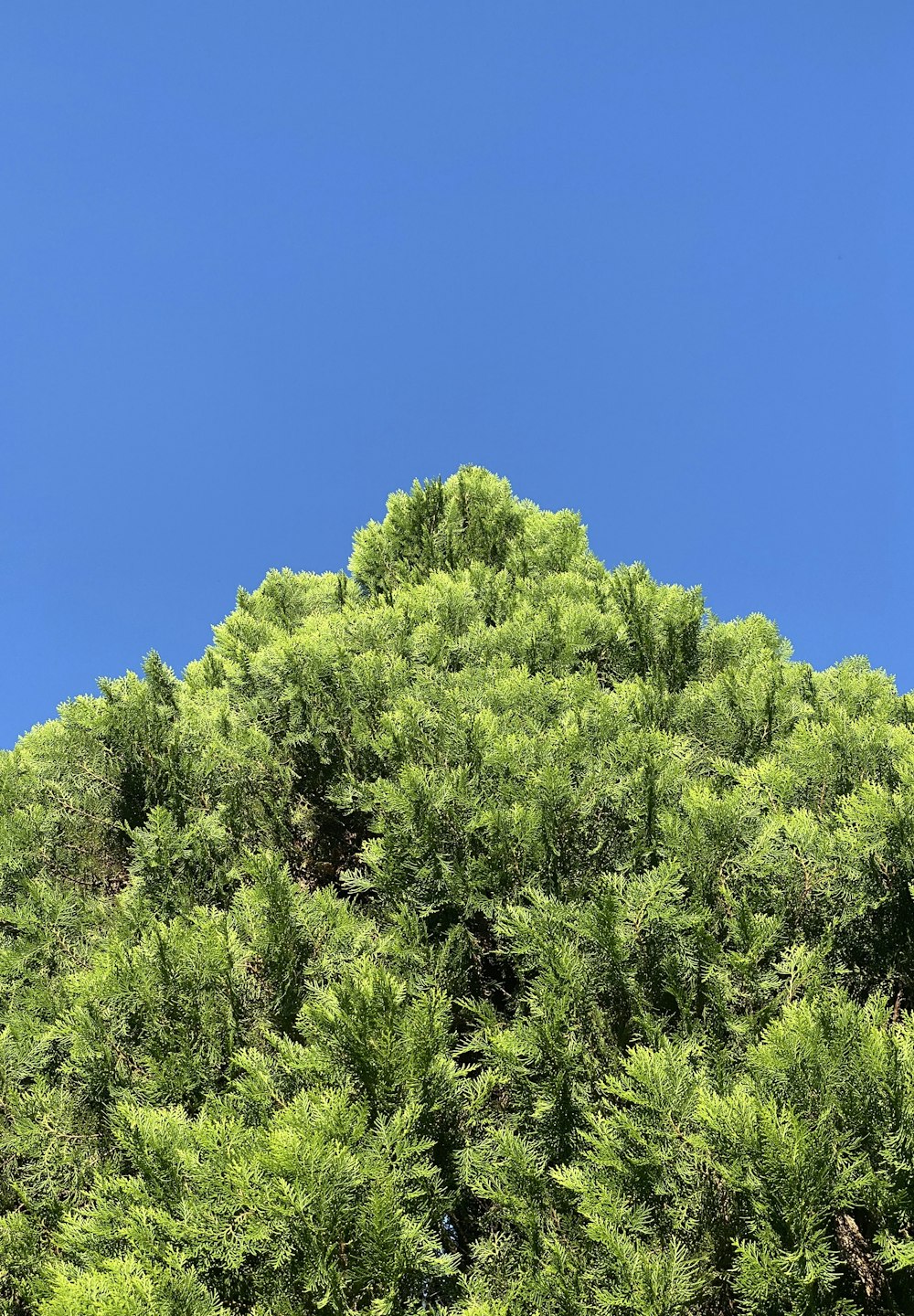 a large group of trees