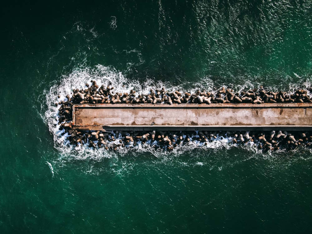 Un groupe d’oiseaux sur un quai