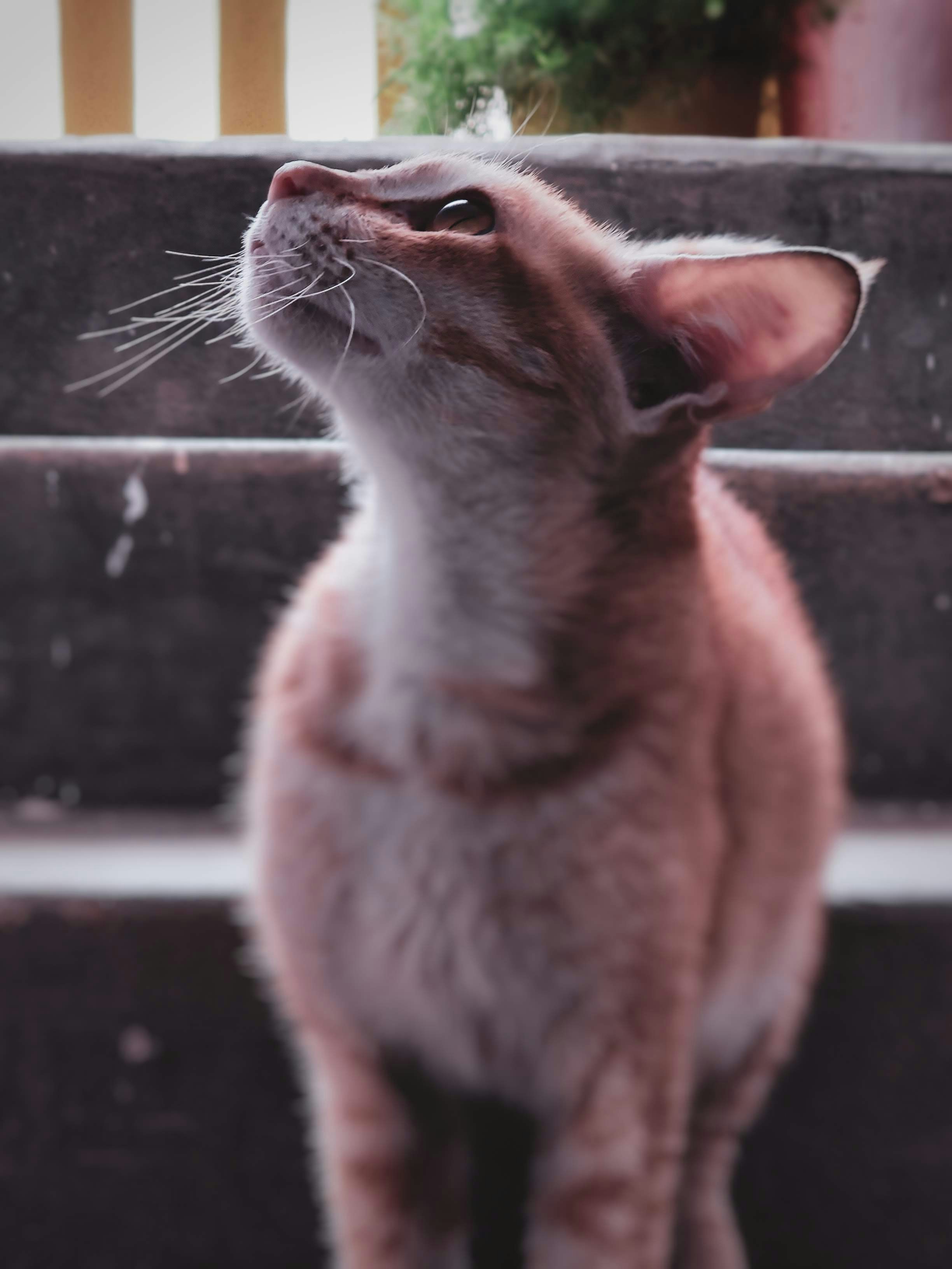 a cat looking up