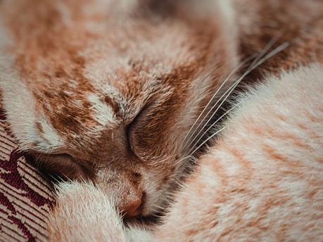a cat sleeping on a blanket
