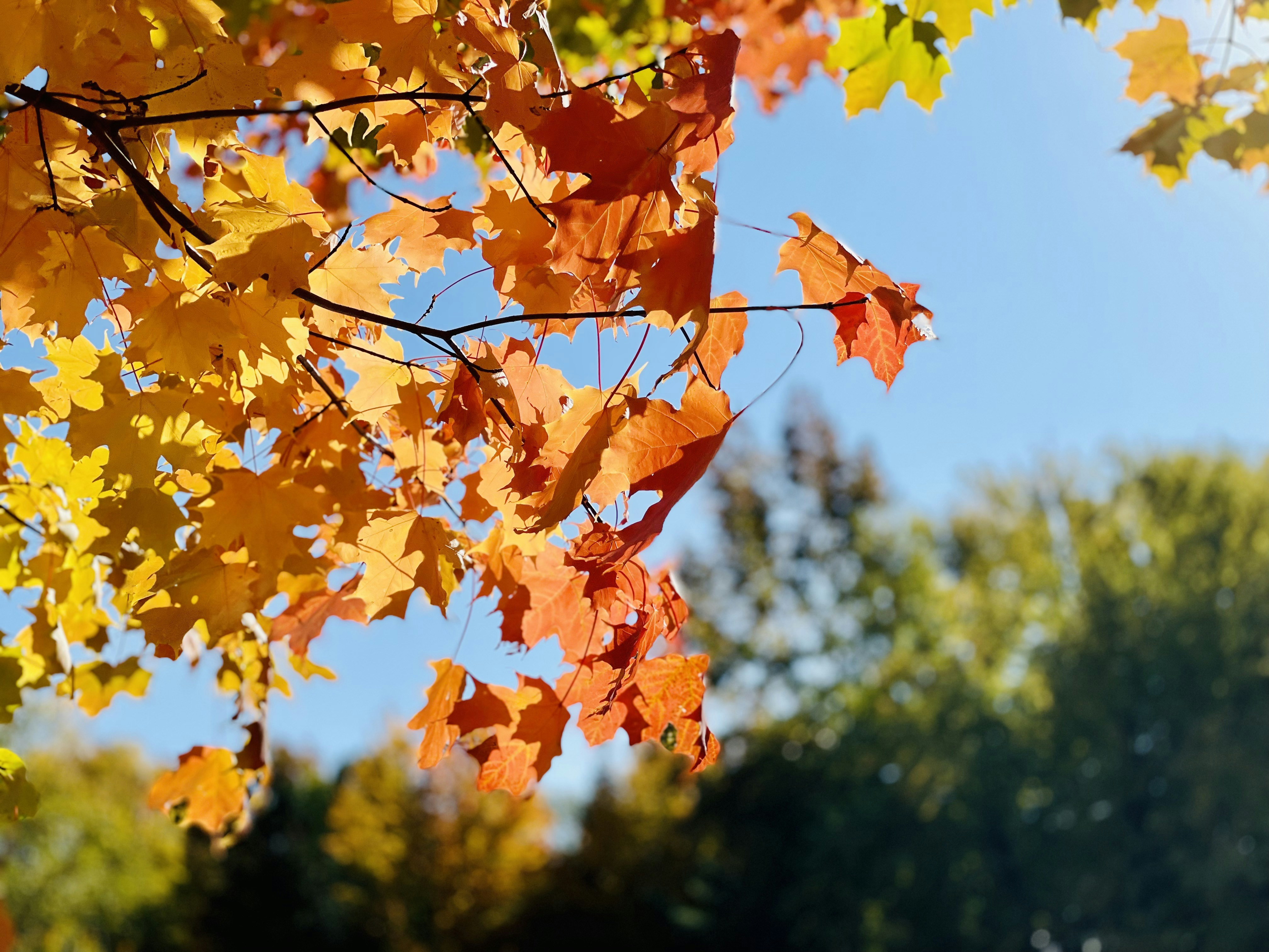 Photo by stevedimatteo