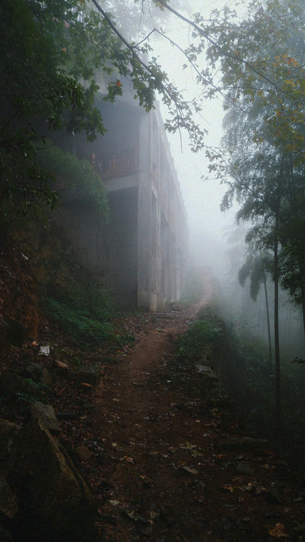 a path with trees on either side