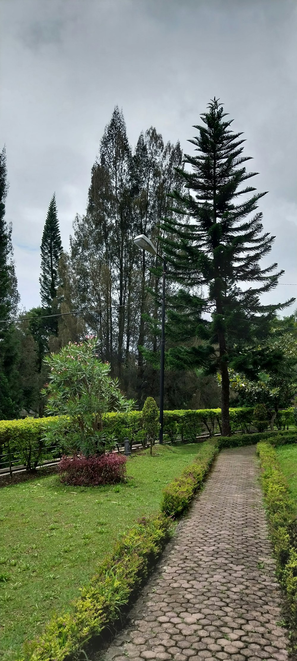 a path with trees and bushes on the side