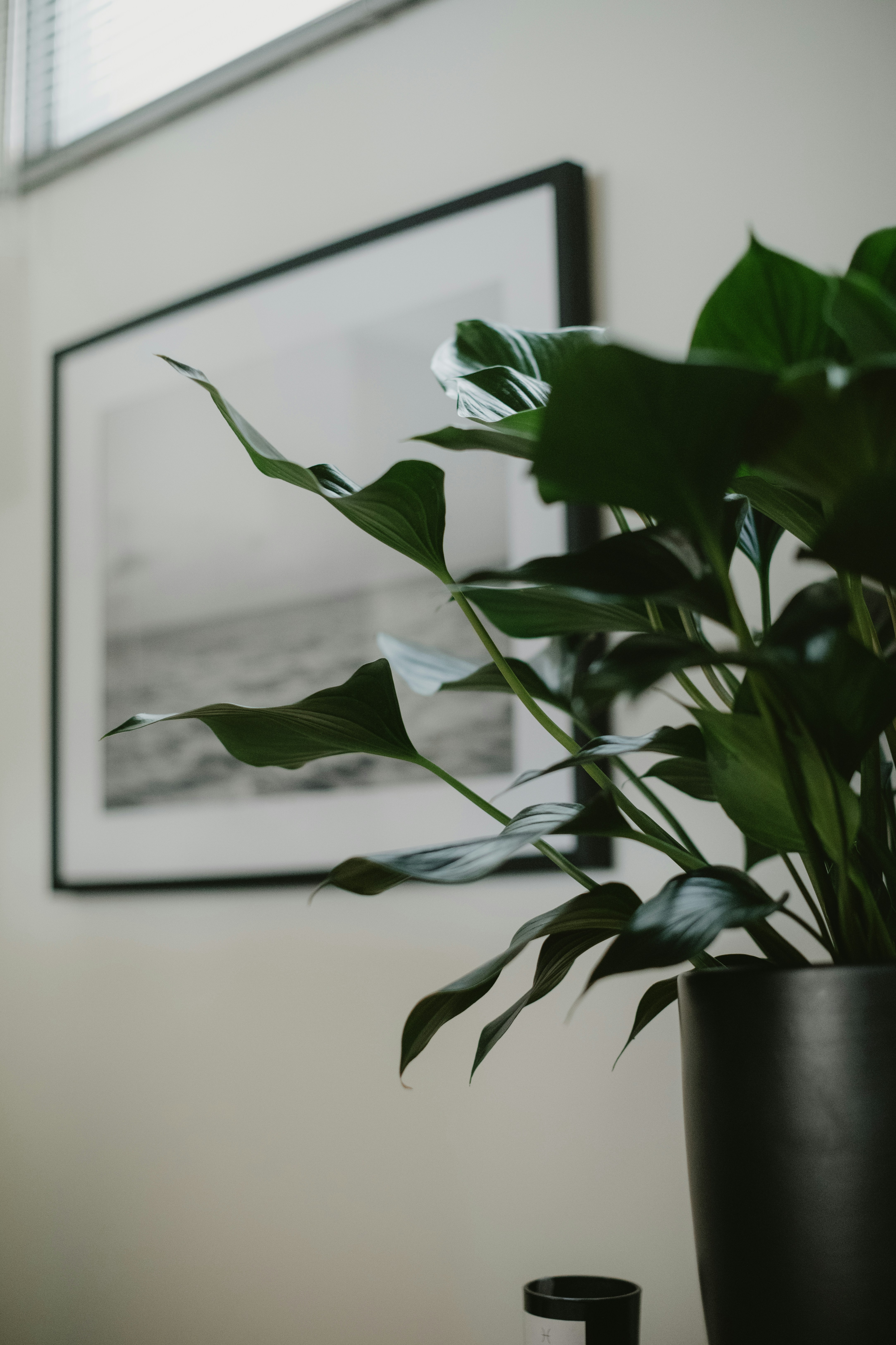 indoor plants aesthetic, wallpaper, Bisnis Tanaman Hias: Peluang, Tips, dan Strategi Sukses 2