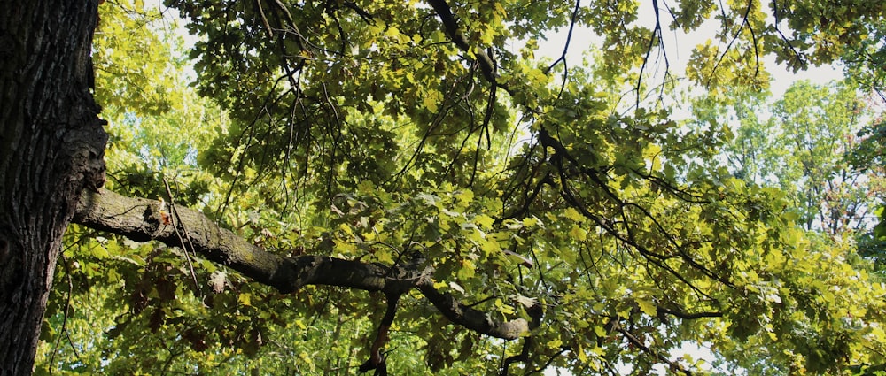 a group of trees