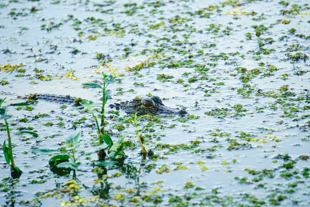 a crocodile in the water