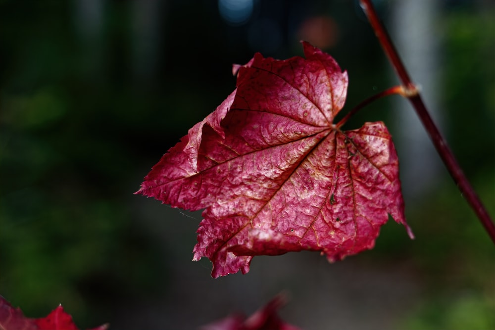 a red leaf on a branch