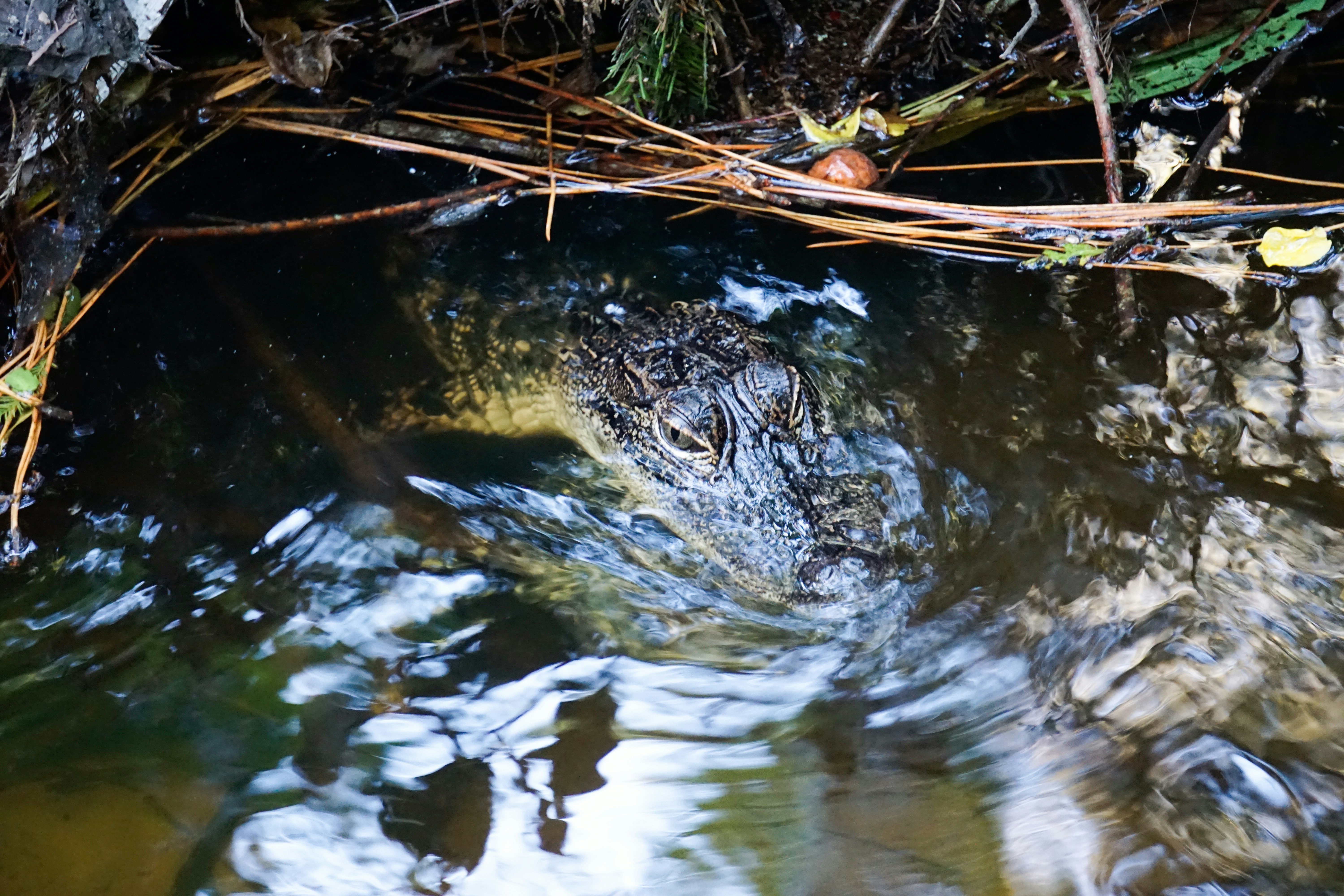 Un crocodile dans un plan d’eau