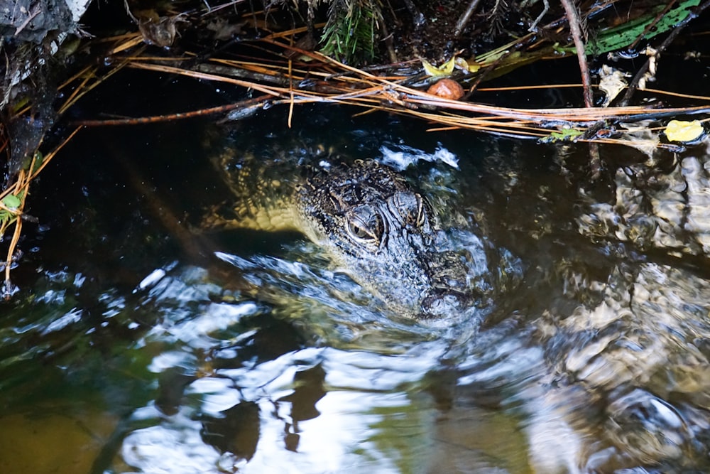 a crocodile in a body of water