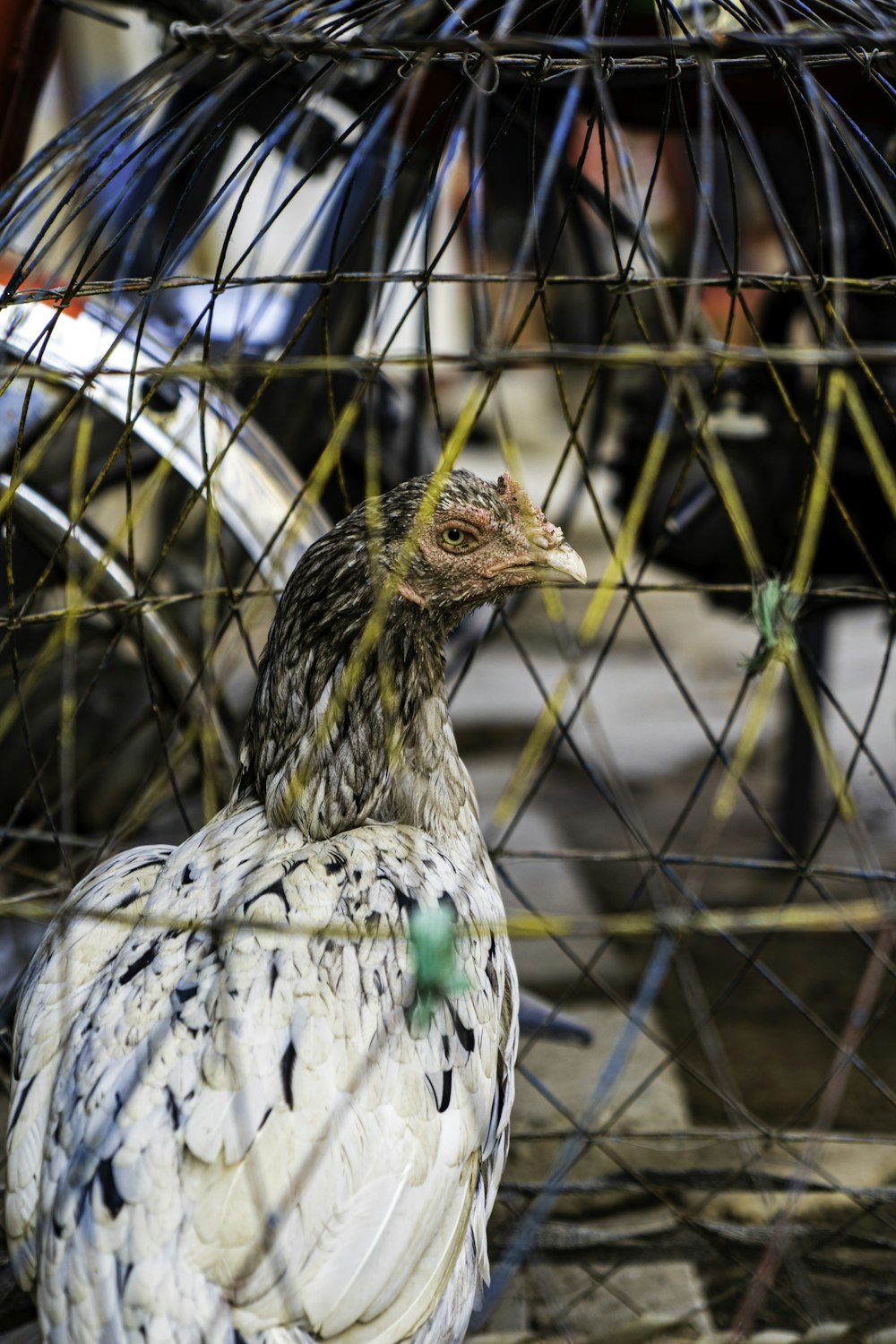 a bird in a cage