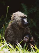 A parent baboon sits protectively beside a young baboon in a natural setting with tall grass and leafy vegetation. The adult's fur appears thick and brown, while the young one looks curiously at the camera.