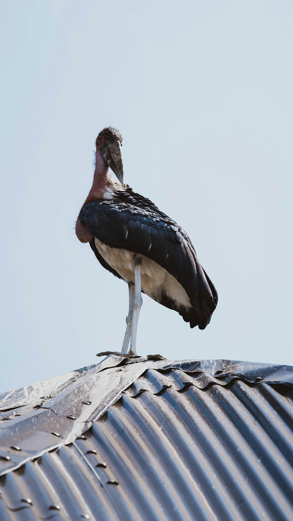 a bird standing on a roof