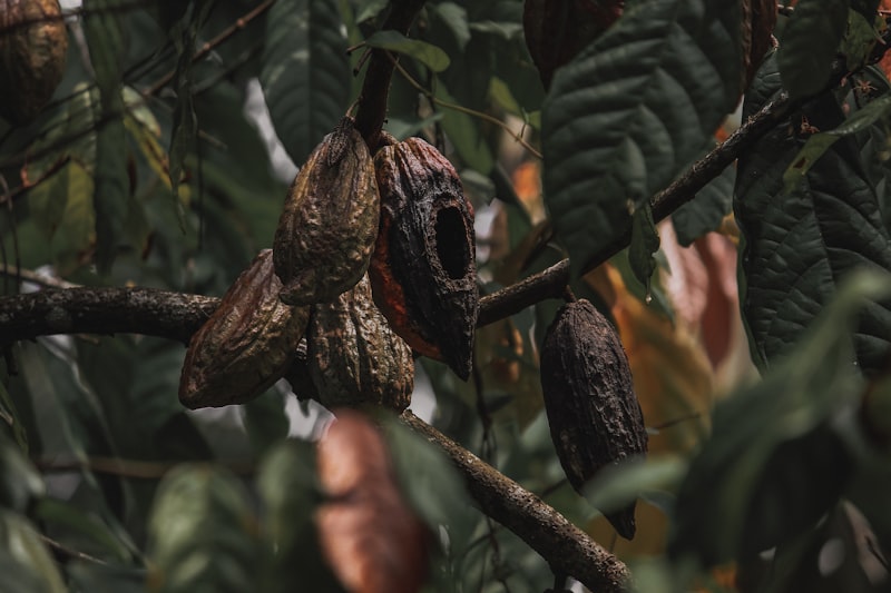 Tropical cocoa plantation — Olives Organic Foods