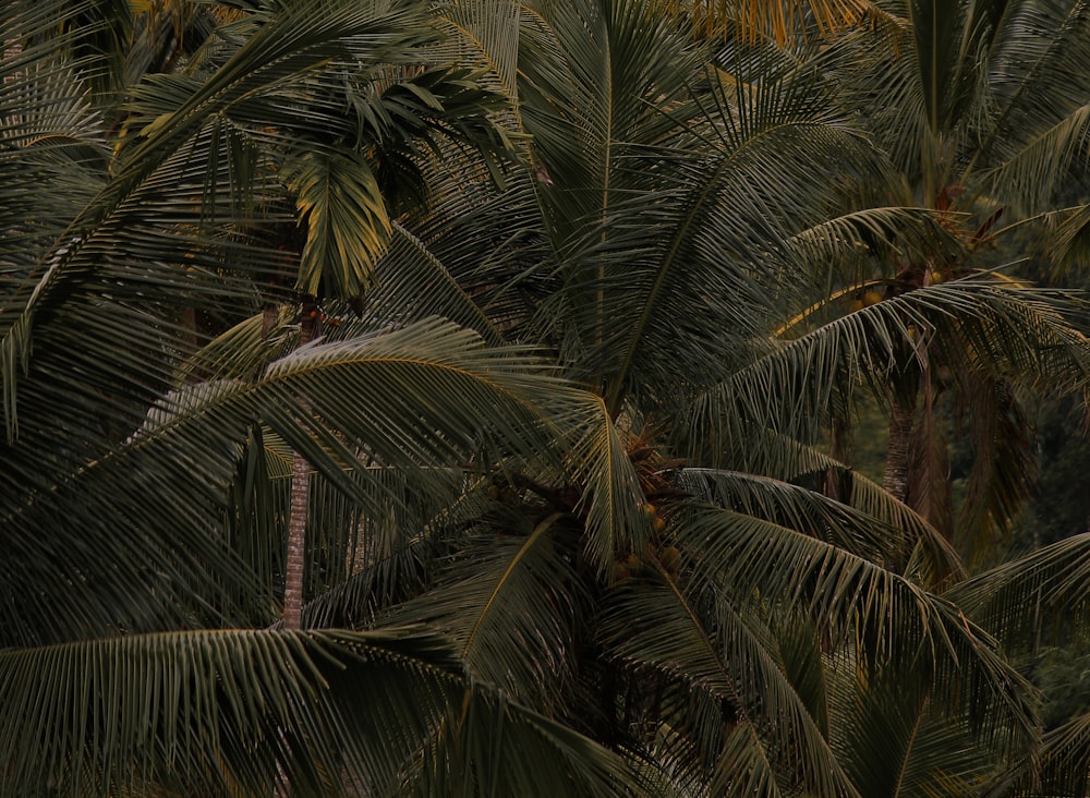 a group of palm trees