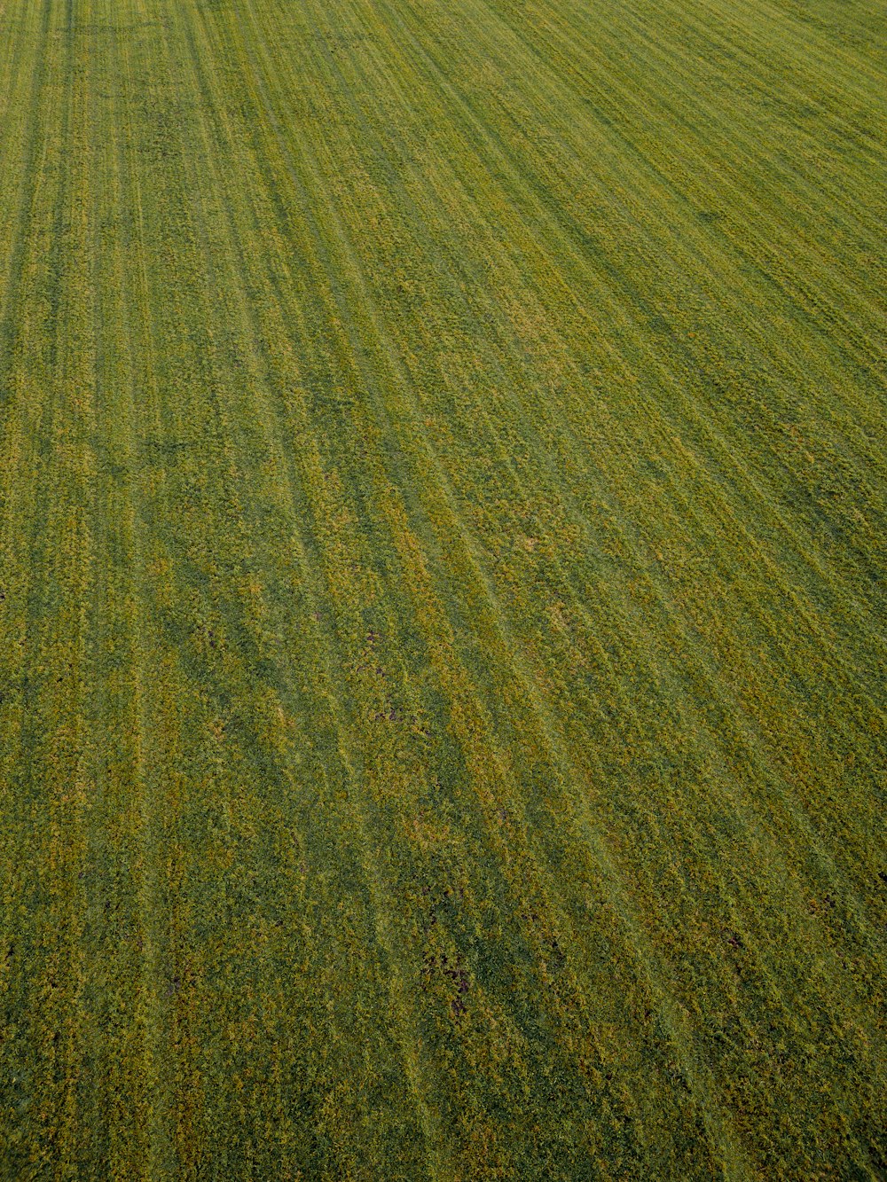 Un primer plano de un campo