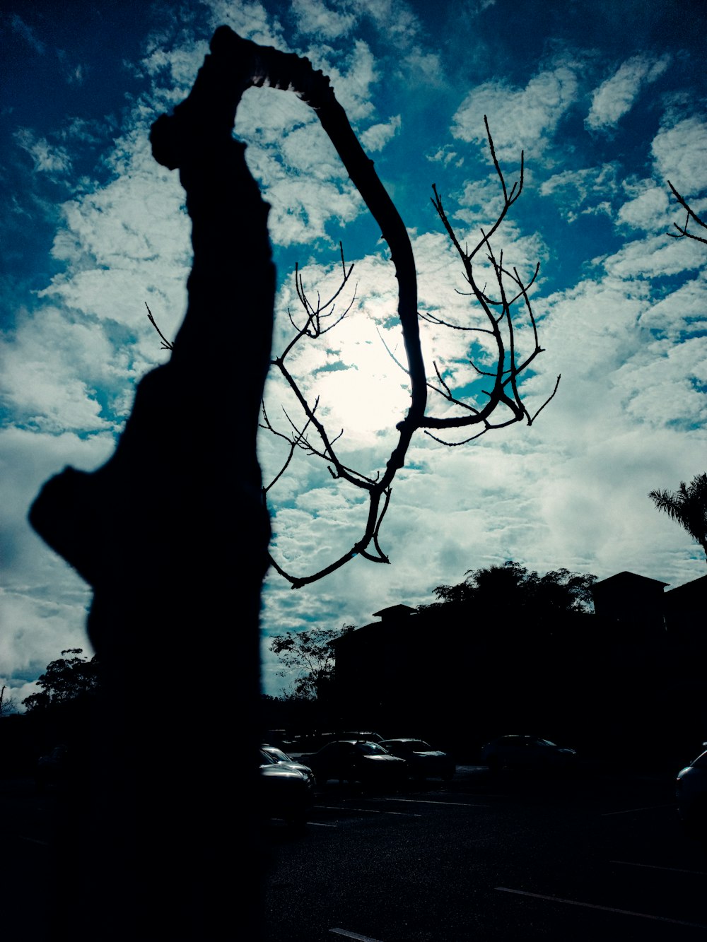 a tree with a silhouette of a person holding a branch