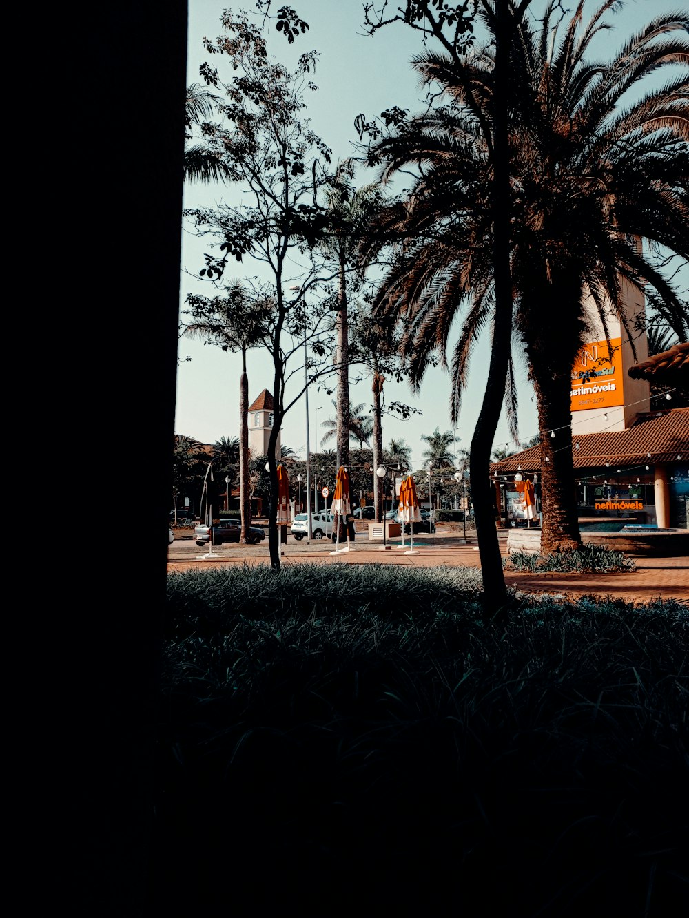 a group of palm trees