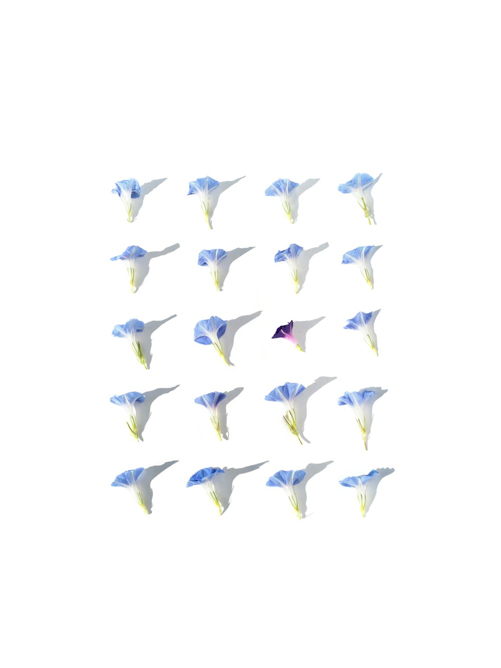 Un gruppo di aquiloni che volano nel cielo