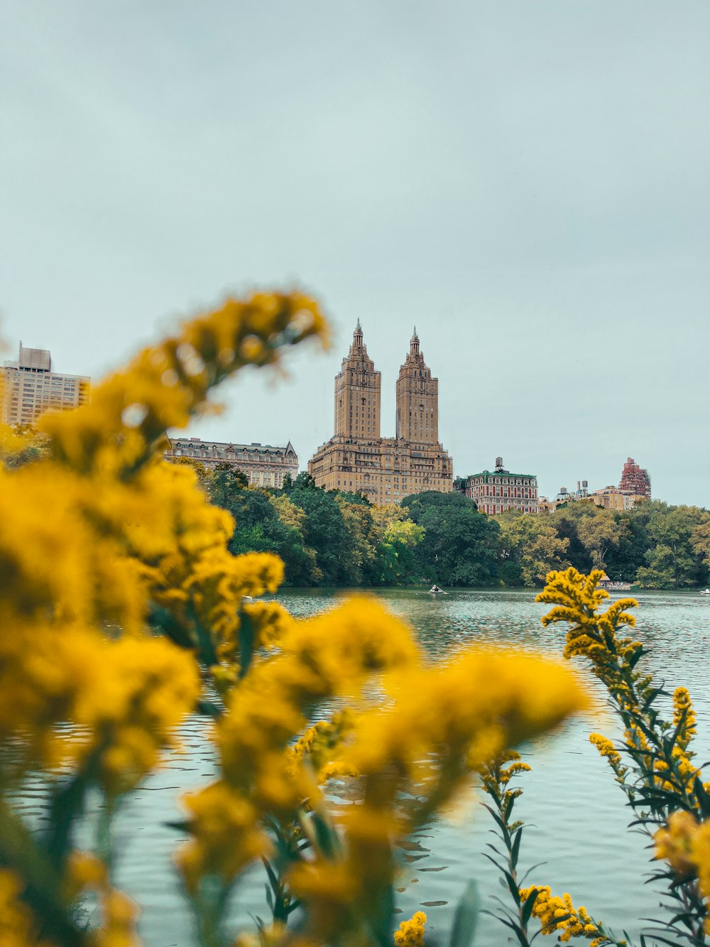 yellow flowers in front of a river and a large building