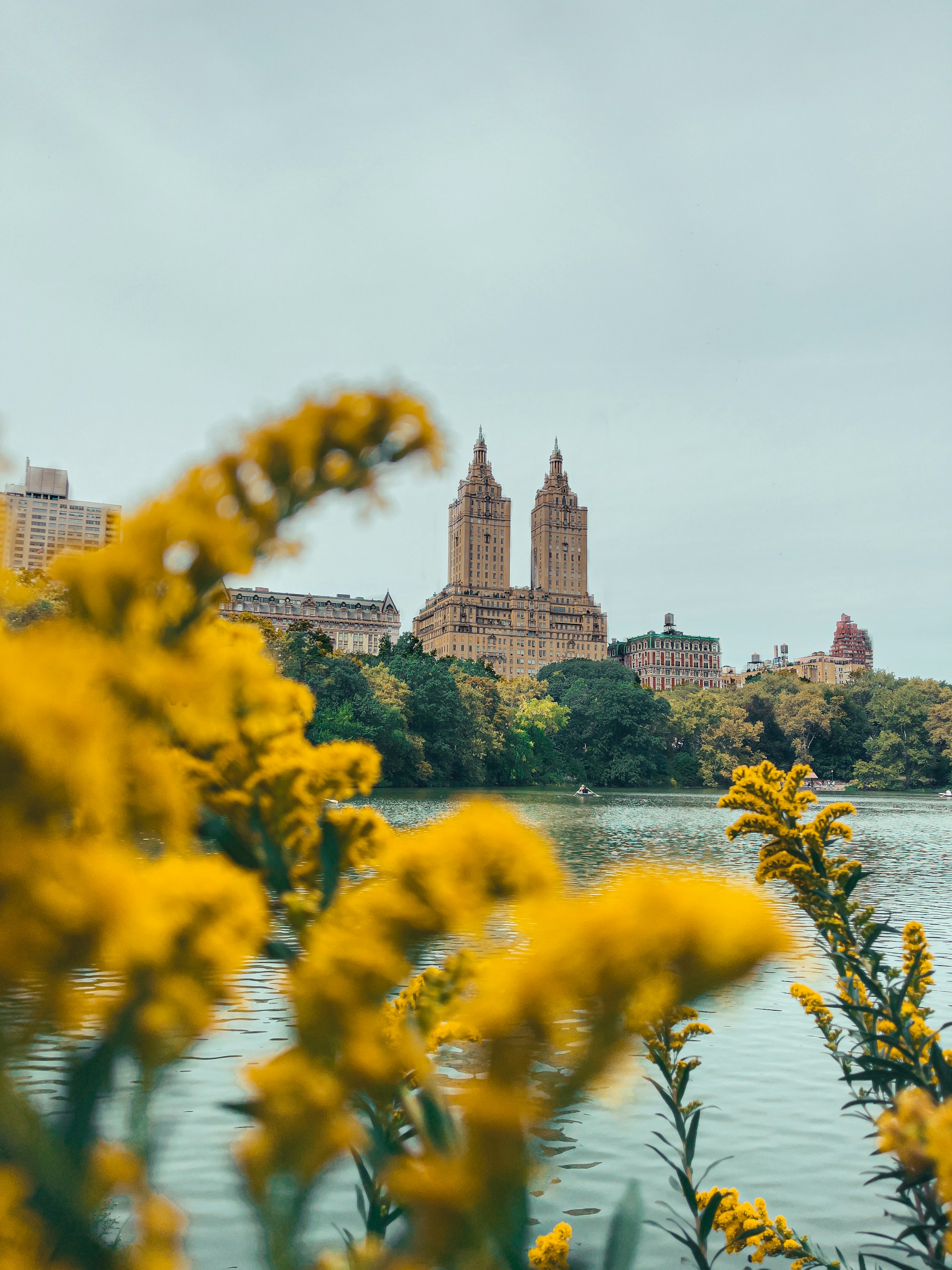 yellow flowers in front of a river and a large building