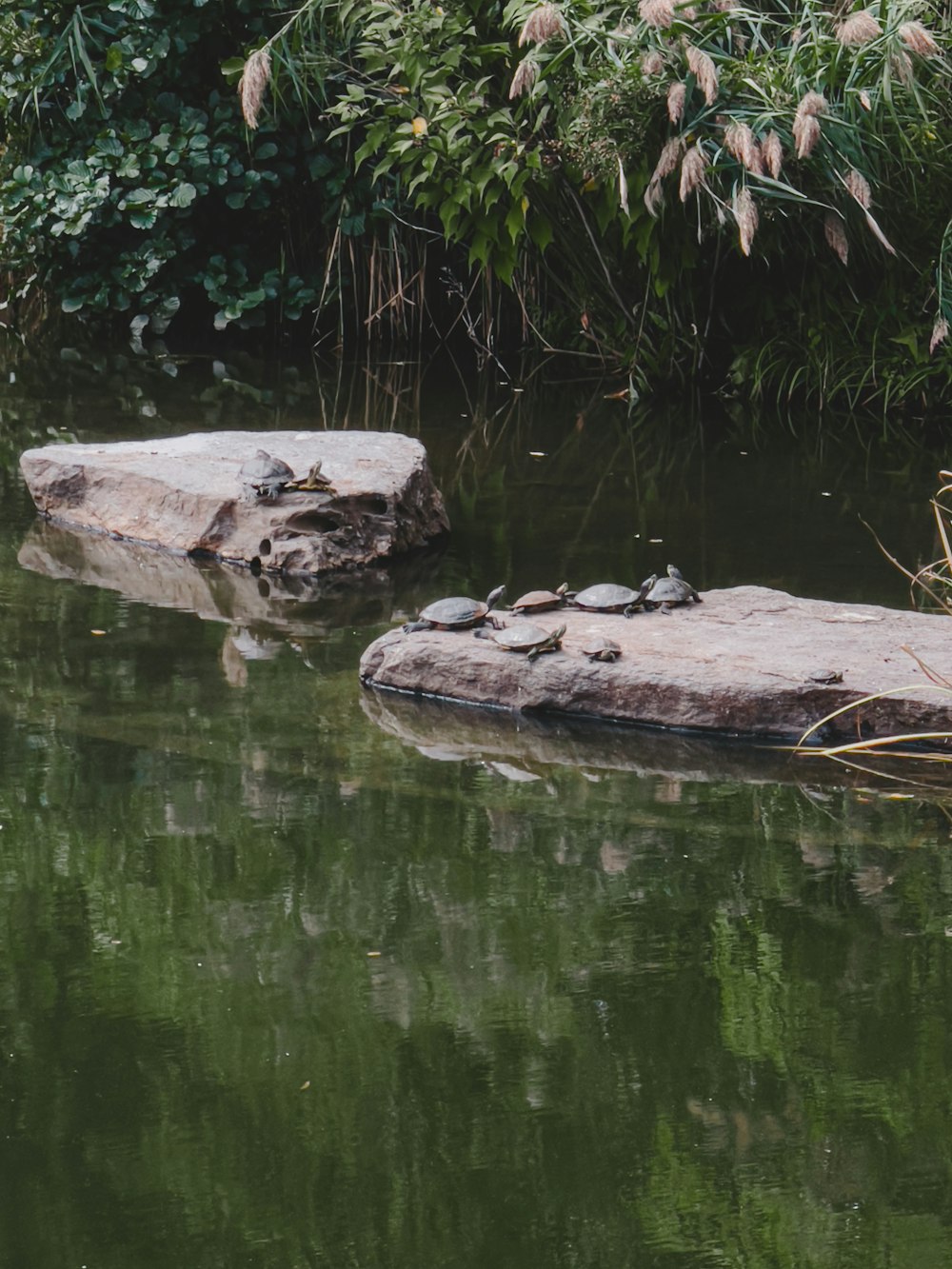 a group of turtles on a log in a pond