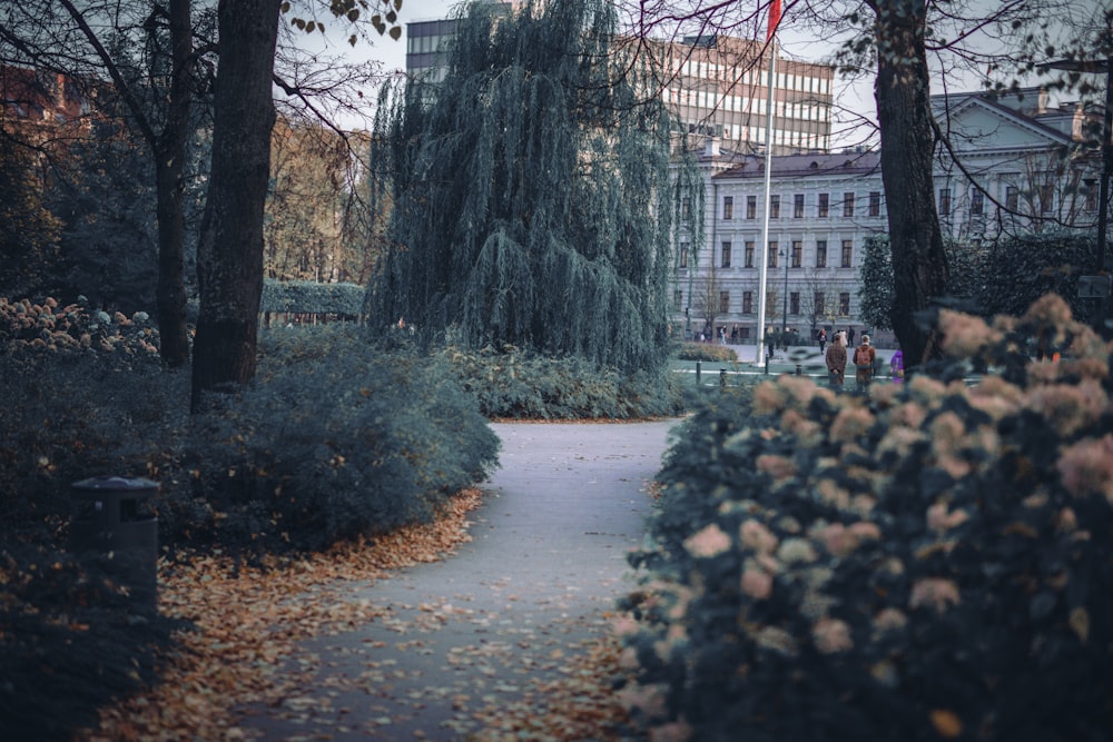 a path with trees and bushes on the side