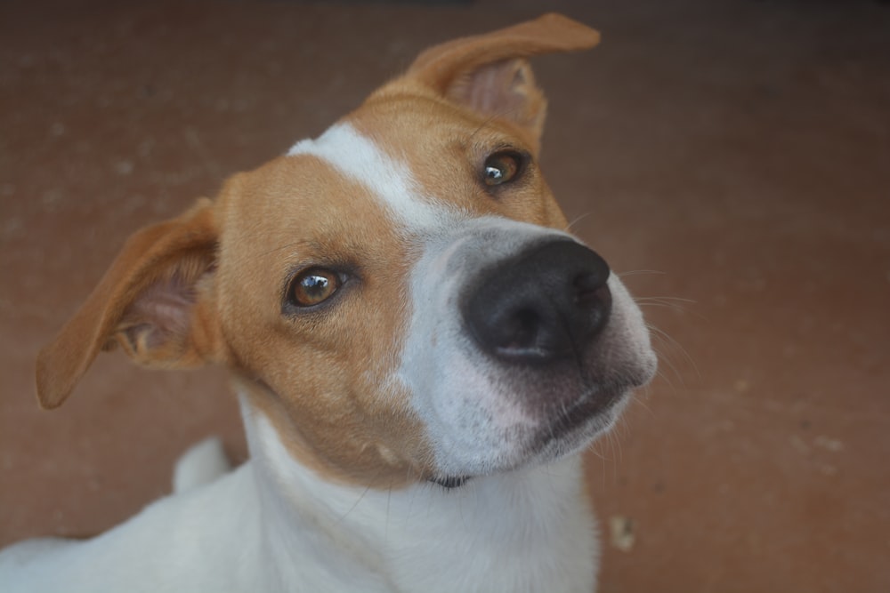 a dog looking up