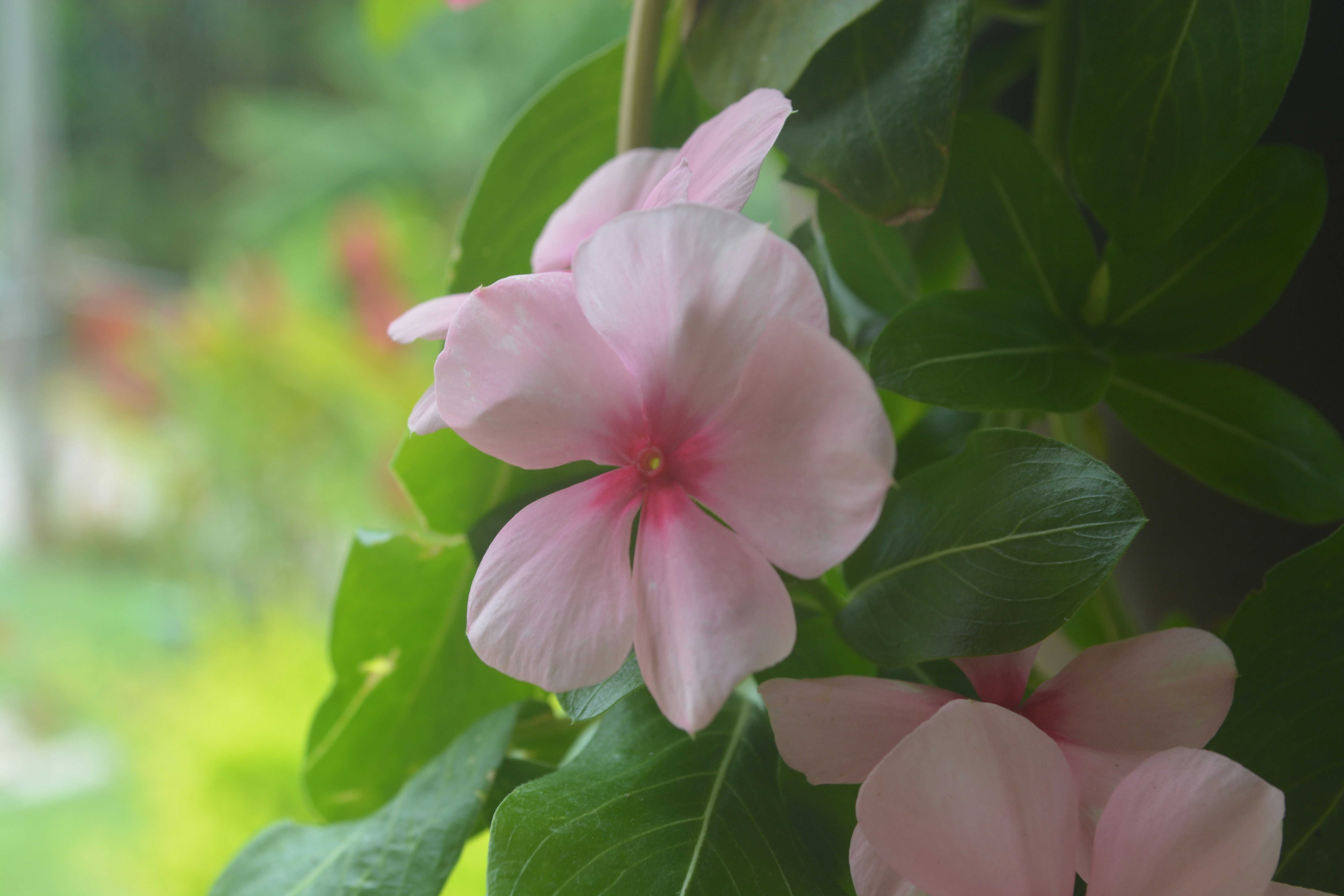 Choose from a curated selection of flower photos. Always free on Unsplash.
