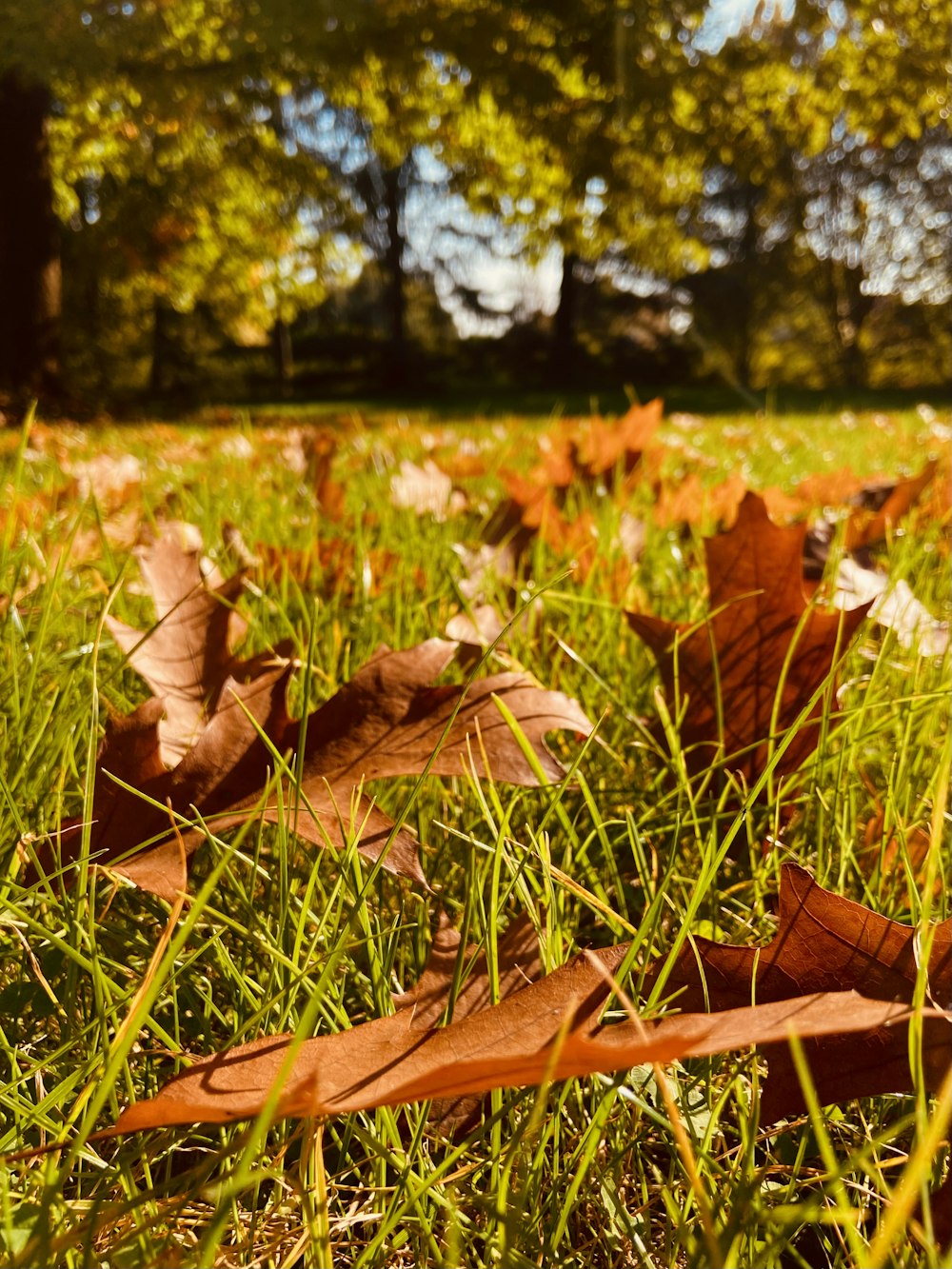 a close-up of some leaves