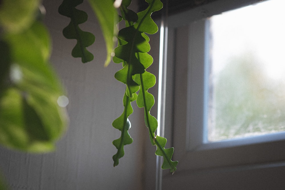 a plant with leaves by a window