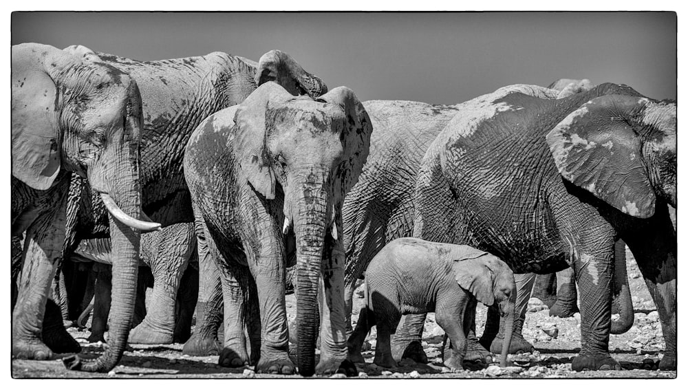 a herd of elephants walking